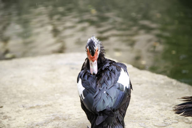 Creole duck under rain in pond, animals and birds, nature