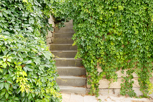 The stairs are covered with greenery