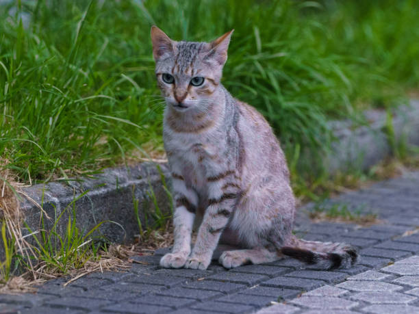 A cat is attacked by ants. Cat is looking what is happening on his hand by the bite of ant.