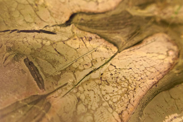 istock The texture of polished stone. Dark milky stained surface. 1256337527