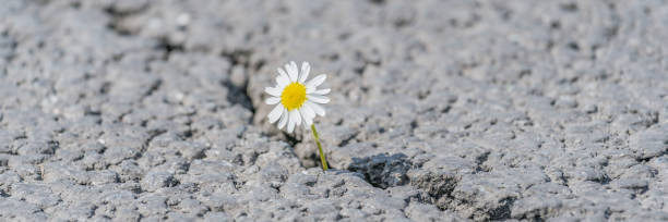 istock beautiful daisy grows through a crack in the asphalt 1256337744