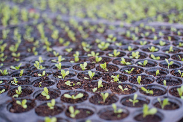 Organic green lettuce small plants or salad vegetable grown from hydroponics system with liquid fertilizer solution in water without soil at greenhouse hydroponics farm in Thailand.
