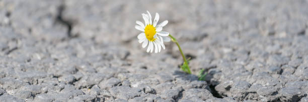istock beautiful daisy grows through a crack in the asphalt 1256338651