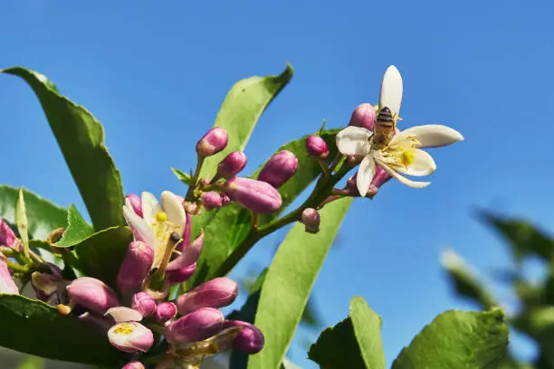lemon plant with orange blossom and bees, blue sky