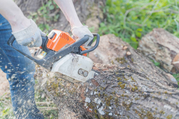 istock farmer sawing a tree with a chainsaw, selective focus, focus on the foreground, blurry background 1256338723