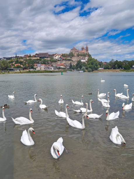 istock Rhine river near Breisach 1256339376