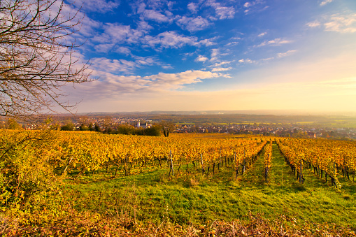 autumn in kraichgau with a view of a village between a vineyard