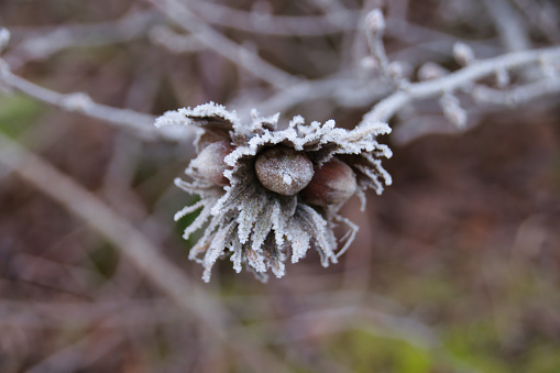 three frozen hazelnuts on the branch in winter