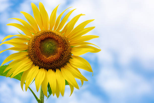 istock Blooming sunflower in the blue sky background 1256340202