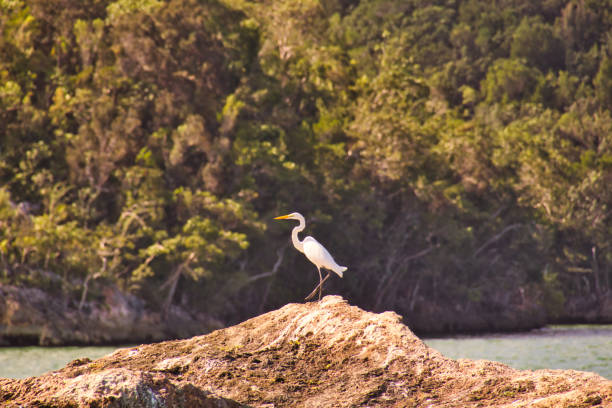 White heron on a rock waiting for fish White heron on a rock waiting for fish egretta sacra stock pictures, royalty-free photos & images