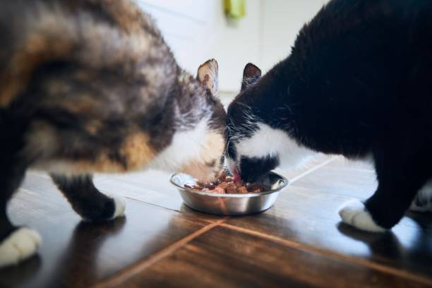 istock Domestic life with cat 1256341379