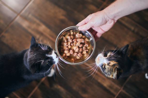 istock Domestic life with cat 1256341386