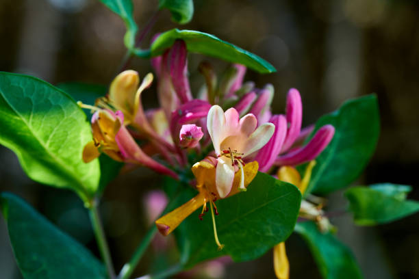 ピンクと黄色のロニチェラ・ジャポニカの花頭をクローズアップ - honeysuckle pink ストック�フォトと画像