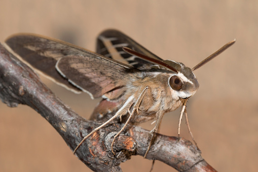 Flapping his wings and ready for take-off, a white-lined sphinx moth stays hidden in the shade in the Denver Colorado suburbs.