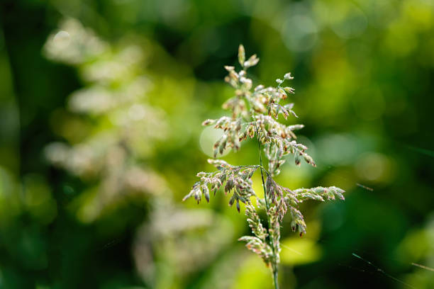 istock Inflorescences of wild grass. Natural background. 1256342265