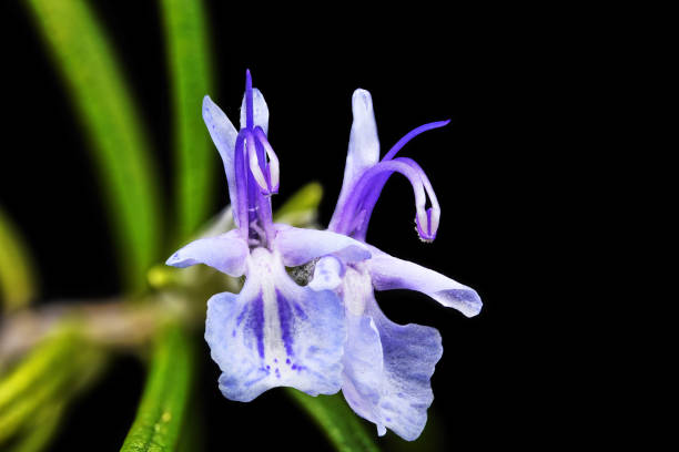 istock macro of a rosemary twin blossom 1256343598