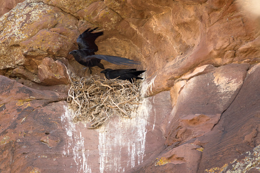 High on the cliff wall, a pair of ravens tend to their nest and fly off in Irish Canyon in northwest Colorado during spring.