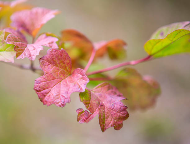 Red Leaves with Green Hues