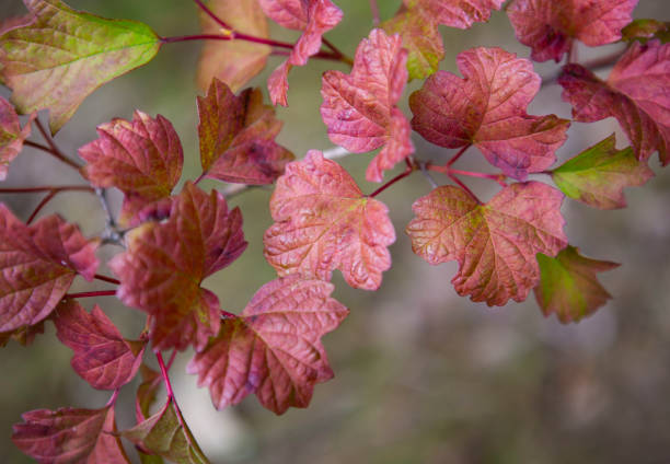 Red Leaves with Green Hues