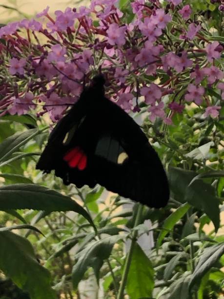istock butterfly from south america 1256345149