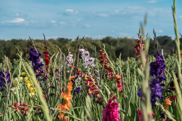 istock Field with colorful gladiolus that customers can cut off themselves 1256345256