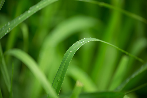Some water droplet left on the grass after raining