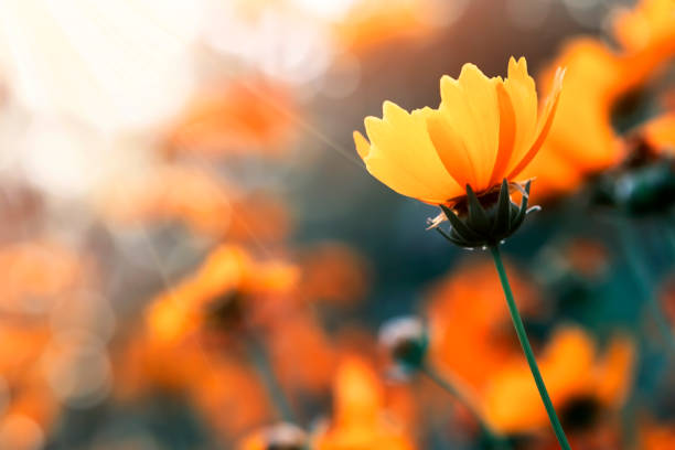 istock yellow flower in sunlight close-up 1256345644