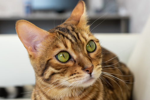 Beautiful bengal cat looks thoughtfully to the side, close-up, blurred background