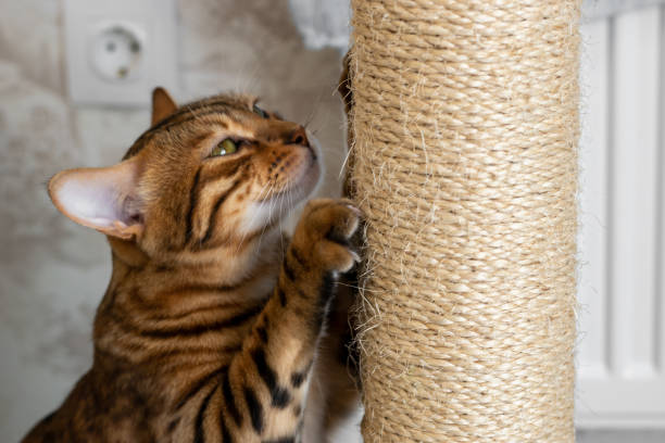 Spotted domestic cat sharpening claws on a scratching post, side view Spotted domestic cat sharpening claws on a scratching post, side view bengal cat purebred cat photos stock pictures, royalty-free photos & images