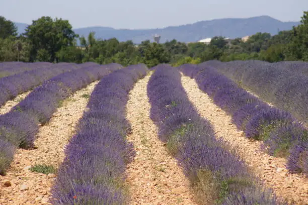South of France Lavender Field