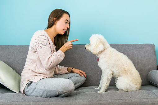 Young Latin American woman at home telling off her dog for climbing on the furniture - pet owner lifestyle