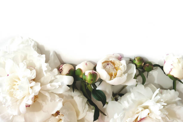 istock Delicate peony flower on a white isolated background. 1256347142