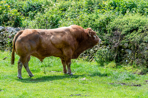 A brown bull in a Scottish field. The field is in rural Dumfries and Galloway, south west Scotland. In this rural area of Scotland farming and agriculture is a major employer.