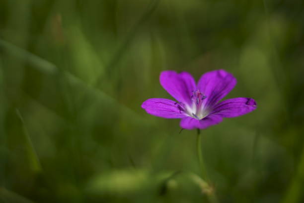 istock Background with marsh cranesbill flowers, Geranium palustre 1256348123