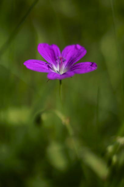 istock Background with marsh cranesbill flowers, Geranium palustre 1256348127