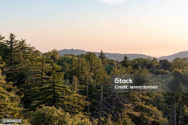 Forest Stock Photo - Download Image Now - Beauty In Nature, California, Forest