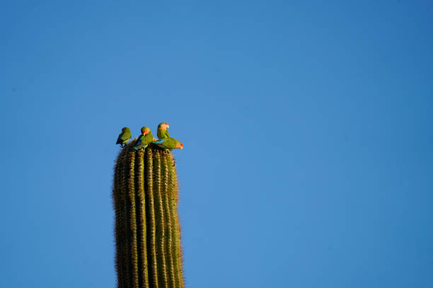 istock Rosy-faced Lovebirds on a Saguaro 1256349423