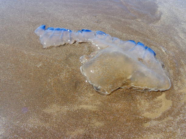 istock Foreground Dead living water on water on the shore 1256351923