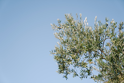 Millenary olive tree at very old orchard known locally as S'Ortu Mannu. The trees in this field are considered among the oldest tree in the Italy. Villamassargia. Sud Sardegna Province. Sardinia island. Italy.