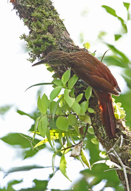 Strong-billed Woodcreeper Strong-billed Woodcreeper (Xiphocolaptes promeropirhynchus) adult clinging to tree trunk"n"nMatraca, Inirida, Colombia         November woodcreeper stock pictures, royalty-free photos & images