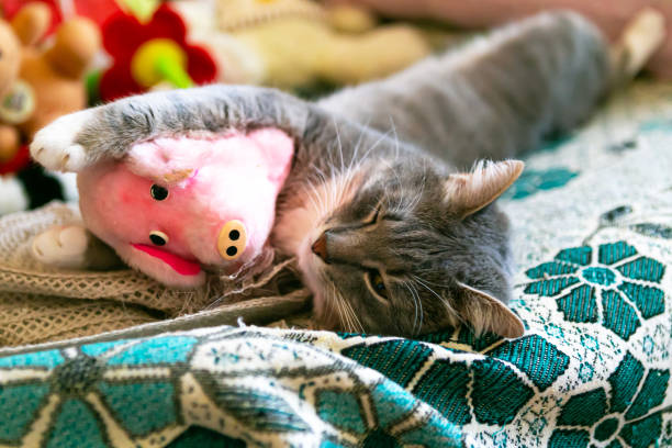 istock Kitten is sleeping with plush toy in the bad, close up 1256354896
