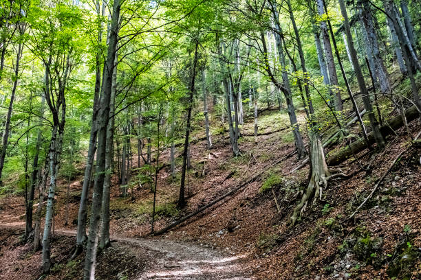 istock Deciduous forest, Muran plain, Slovakia, seasonal natural scene 1256354997