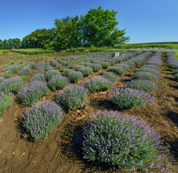istock Rows of lavender bushes in a garden, top view 1256355021