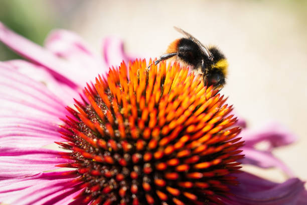 istock Red tailed bumblebee,  on the cone of a pink echinacea, sometimes called a coneflower. 1256355842