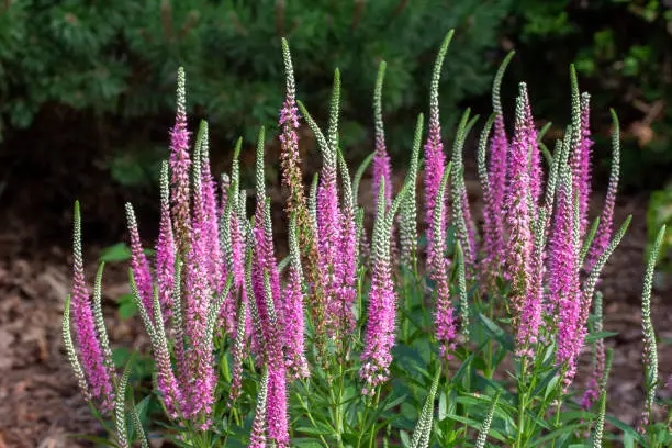 This images shows a close up of beautiful pink and purple spiked speedwells (veronica spicata) flower stalks in a sunny ornamental garden.