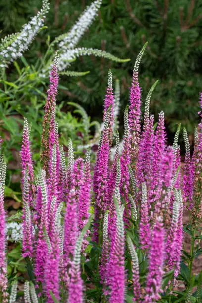 This images shows a close up of beautiful pink and purple spiked speedwells (veronica spicata) flower stalks in a sunny ornamental garden.