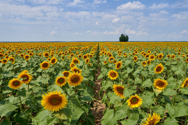istock Sunflower field at sunset with tree 1256357629