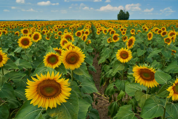 istock Sunflower field at sunset with tree 1256357641
