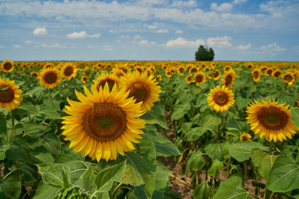 istock Sunflower field at sunset with tree 1256357645