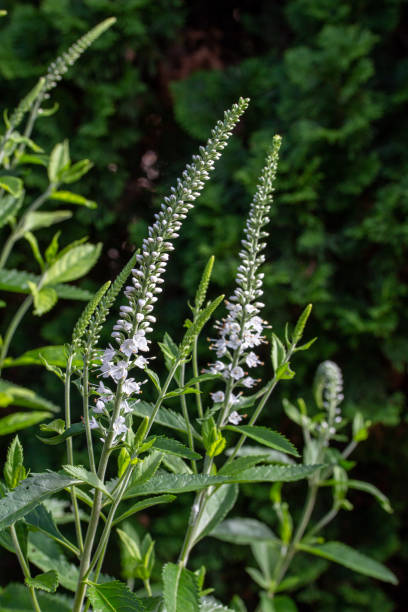 istock Veronica spicata flowers (speedwells) in bloom 1256357741